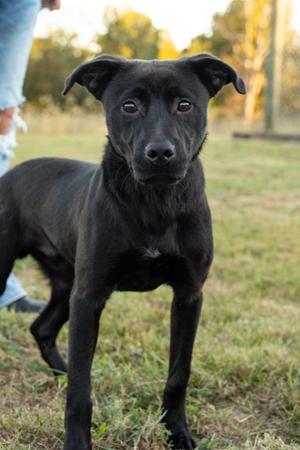 King, Black Labrador Retriever, young, available for adoption