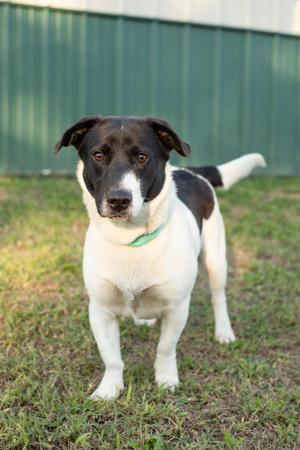 A black and white dog standing on grass with a green collar.