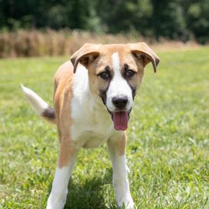 Atlas, Shepherd, young, available for adoption