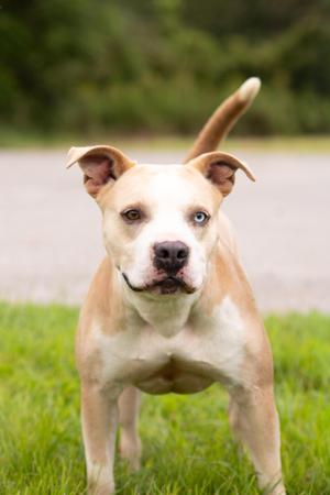 Loki, Pit Bull Terrier, adult, available for adoption