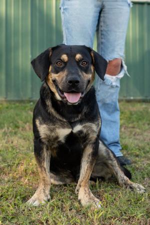 Rex, Basset Hound, young, available for adoption