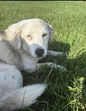 Nico, Great Pyrenees, young, available for adoption