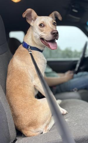 Goldie, Yellow Labrador Retriever / Pit Bull Terrier, adult, available for adoption