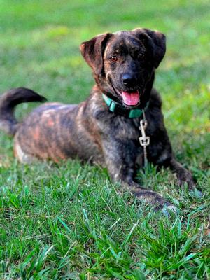 Bear, Shepherd, young, available for adoption