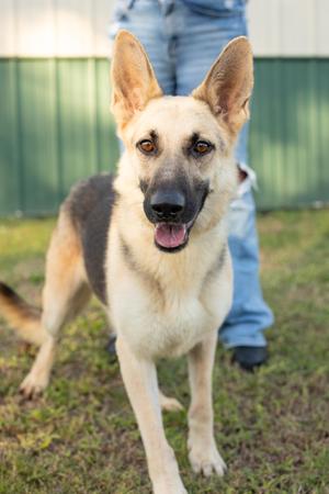 A German Shepherd dog standing on grass, looking at the camera with its mouth open and tongue out.