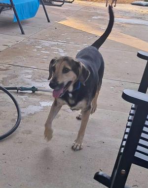 a black and brown dog with a blue collar standing on a concrete surface