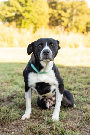 Nora, Pit Bull Terrier, young, available for adoption