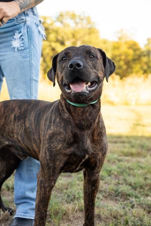 Arlo, Pit Bull Terrier, young, available for adoption