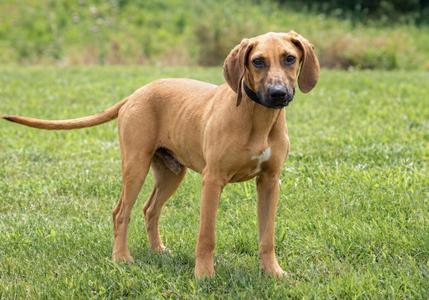 A tan-colored dog with floppy ears stands on a green lawn, looking towards the camera.