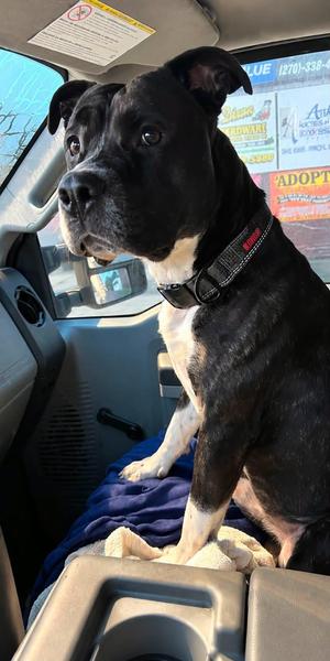 Mack, Bullmastiff, adult, available for adoption