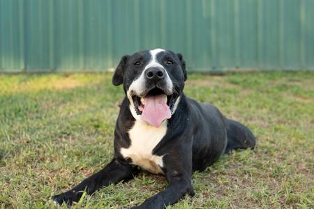 A black and white dog lying on grass with its tongue out