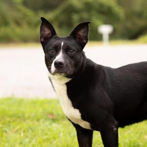 Sissy, Labrador Retriever, adult, available for adoption
