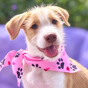 Betty, Retriever, puppy, available for adoption