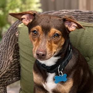 Christian, Chihuahua, adult, available for adoption