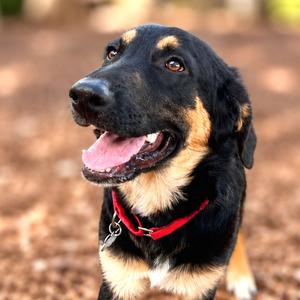 Bronx, Shepherd, puppy, available for adoption