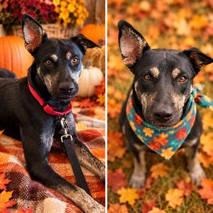Birdie, Shepherd, adult, available for adoption