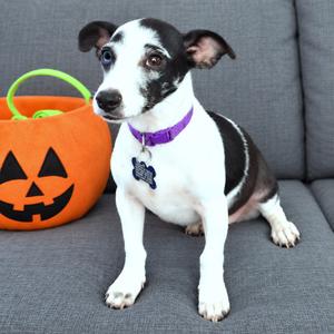 Camilla, Chihuahua, puppy, available for adoption