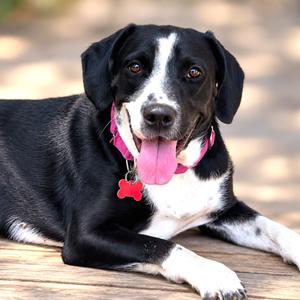 Calla, Beagle, adult, available for adoption