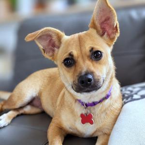 Daphney, Chihuahua, adult, available for adoption