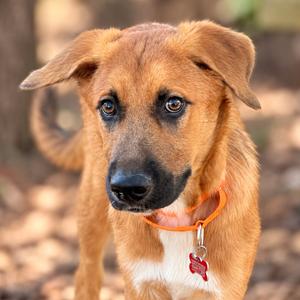 Dan, Shepherd, puppy, available for adoption