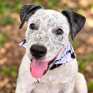 Basil, Cattle Dog, puppy, available for adoption