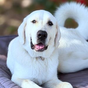 Barney, Pyrenees, Great, adult, available for adoption