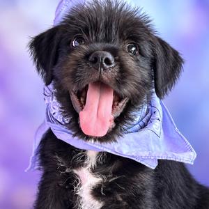 Comet, Terrier, puppy, available for adoption