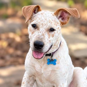 A white dog with brown spots and floppy ears, wearing a blue bone-shaped tag on its collar, sitting outdoors with a blurred background.