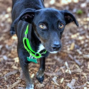Darlene, Chihuahua, adult, available for adoption