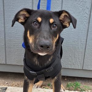 A black and tan dog wearing a black harness and a blue leash, standing in front of a gray wooden wall.