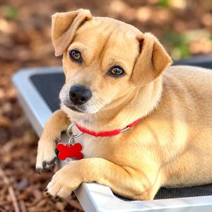 Captain, Pug, adult, available for adoption