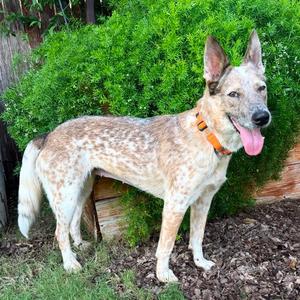 Confetti, Cattle Dog, Australian (Red Heeler), adult, available for adoption