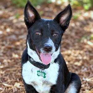 Combs, Cattle Dog, adult, available for adoption