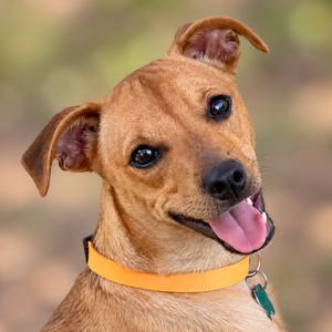 A brown dog with a yellow collar, its tongue out, looking at the camera.