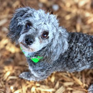 A gray poodle with curly fur and a green collar, standing on wood chips.