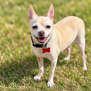 Daisy, Chihuahua, senior, available for adoption