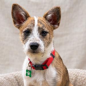 A close-up of a small dog with a brindle and white coat, wearing a red collar with a green bone-shaped tag, sitting on a beige blanket.