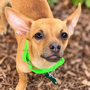 Demi, Chihuahua, adult, available for adoption