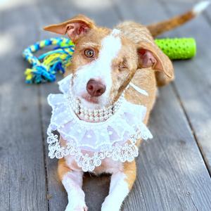 A small dog wearing a white lace collar with a pearl necklace, sitting on a wooden surface with a green toy and a blue and yellow rope toy in the background.