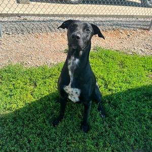 River, Shepherd / Labrador Retriever, young, available for adoption