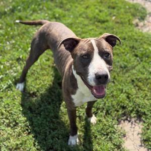 Highway 48, Pit Bull Terrier / Mixed Breed, young, available for adoption