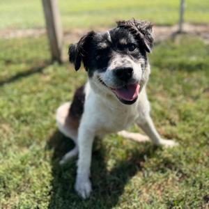 Moo, Australian Shepherd / Mixed Breed, adult, available for adoption