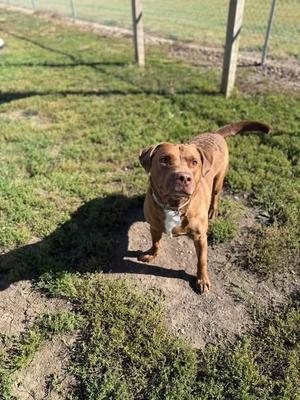 Bean, Chocolate Labrador Retriever, young, available for adoption