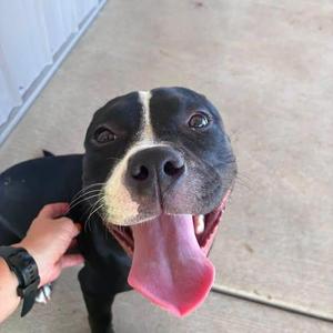 Rockette, Pit Bull Terrier / Mixed Breed, young, available for adoption
