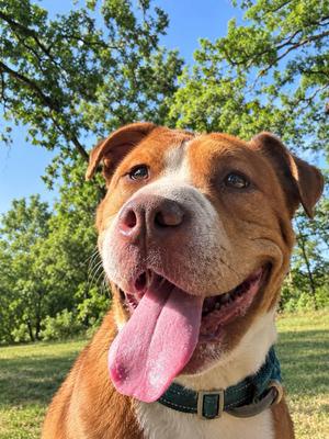 Rollie, Shar-Pei / Mixed Breed, adult, available for adoption