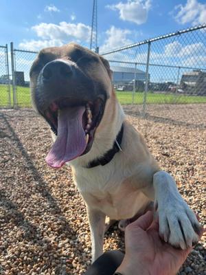 A happy dog with a black and tan coat is standing on a gravel surface, with its mouth open and tongue out, appearing to be panting. The dog is wearing a black collar and has one paw raised, seemingly reaching out to a person's hand. In the background, there is a chain-link fence and a grassy area under a partly cloudy sky.