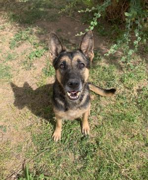 A German Shepherd dog sitting on grass, looking up at the camera with its mouth open.