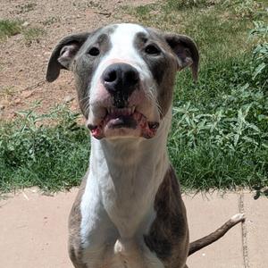 Peanut, Pit Bull Terrier, adult, available for adoption