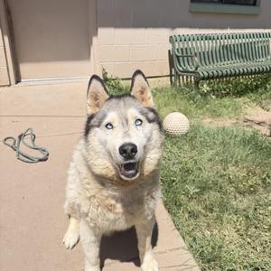 A husky dog with blue eyes sitting on a concrete patio, looking at the camera. There is a green bench and a ball in the background.
