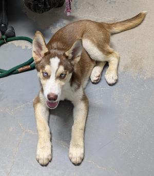 a brown and white dog lying on a concrete surface